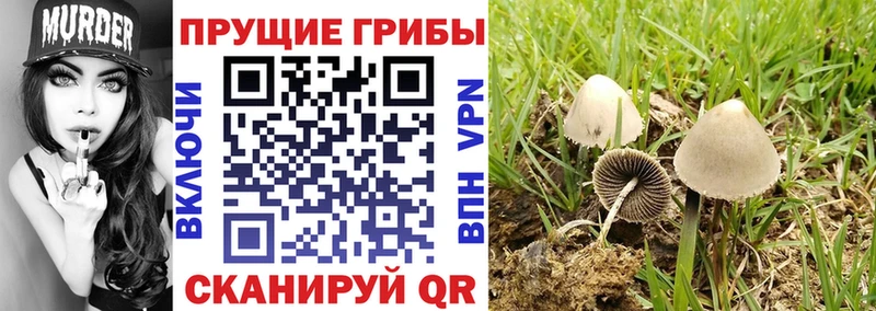 Купить  Ялуторовск  Псилоцибиновые грибы MAGIC MUSHROOMS 